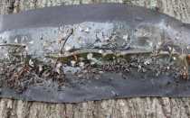 Ловчий пояс для деревьев своими руками: 5 вариантов надежной защиты от вредителей