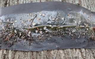 Ловчий пояс для деревьев своими руками: 5 вариантов надежной защиты от вредителей