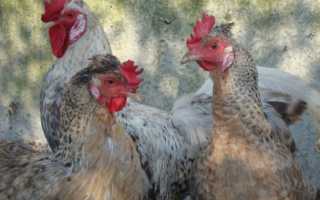Производители голубых яиц — курочки Легбар