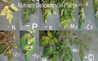 Подбор подкормки помидоров в теплице: 6 видов минеральных удобрений