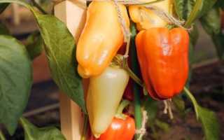 Перец халиф отзывы фото урожайность. На100ящий сладкий перец «Халиф f1»! Хорош в любом виде!