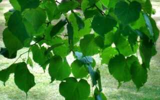 Липа войлочная, или серебристая. Липа длинночерешковая