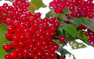Сладкие сорта калины: все от посадки до ухода