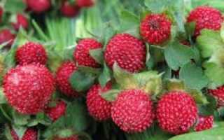 Дюшенея Индийская– выращивание из семян, посадка и уход