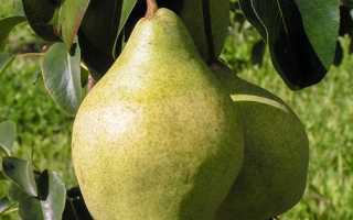 Груша Просто Мария характеристика плюсы и минусы