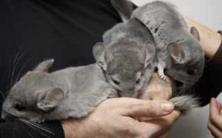 Роды шиншилл в домашних условиях