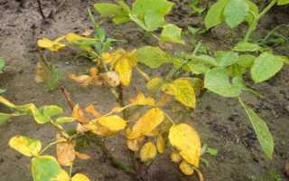 Почему домашняя роза сбрасывает листья? 	 [contact-form-7 404 «Not Found»] Поделитесь данными о стоимости ▲▼ Добавить свою цену в базу Город * Стоимость (руб) * Комментарий СодержаниеПравила уходаОшиб