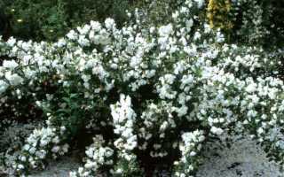 Как правильно и когда лучше пересадить куст жасмина на даче