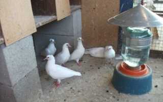 Фоспренил для голубей — препарат повышающий иммунитет