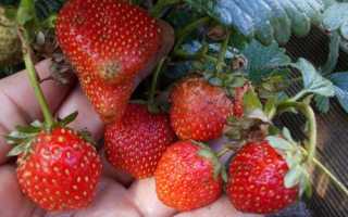 Описание клубники сорта Московский деликатес, посадка и уход