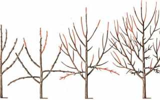 Как правильно обрезать яблоню. Когда лучше делать обрезку. Обрезка молодых и старых яблонь.