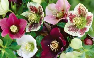 Цветок морозник многолетний – посадка и уход