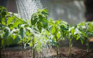 Томат абаканский розовый выбирают за длительное плодоношение и отличный вкус