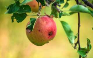 Яблонная плодожорка — как избавиться от червей в яблоках без применения химии