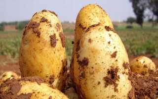 Сорта картофеля в Белоруссии: описание и фото, особенности выращивания