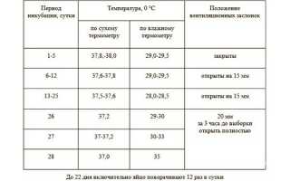 Правила выращивания индюков для начинающих фермеров в домашних условиях
