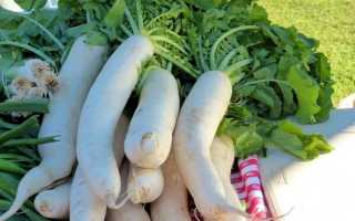 4 вкусных сорта дайкона: почему сажать стоит в июле