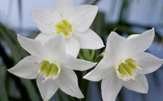 Как заставить цвести дендробиум в домашних условиях