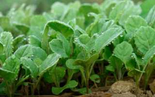 Почему не завязывается цветная капуста: что делать для завязи цветной капусты