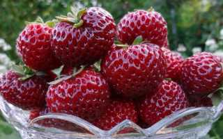 О клубнике Мице Шиндлер: описание сорта, агротехника посадки и выращивания