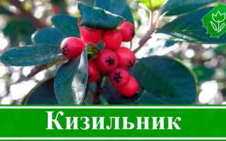 Кизильник: посадка, уход, выращивание, полезные свойства кизильника обыкновенного