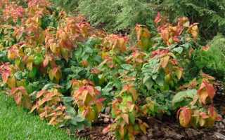 Спирея Макрофилла в ландшафтном дизайне