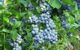 Голубика патриот: описание сорта, фото, посадка и уход, отзывы