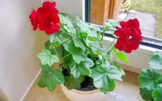 Герань цветёт, а листья не растут — почему это происходит и как этого избежать?