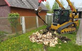 Как избавиться от клена на участке народными средствами?