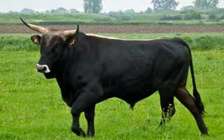 Таблицы для определения примерного живого веса коровы, бычка.