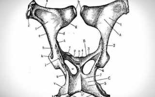 Основные моменты о беременности у лошадей