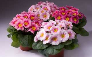 Примула Акаулис: фото и описание, посадка и уход в открытом грунте