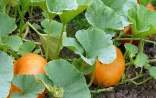 Многообразие сортов тыквы. Характеристики и описание каждого сорта