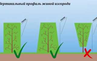 Как ухаживать за голубой елью. Уход за голубой елью после посадки