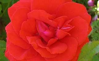 Роза бриллиантовая свадьба описание фото