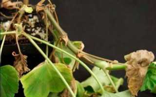 Почему у герани желтеют и сохнут листья? Будь здорова, герань!