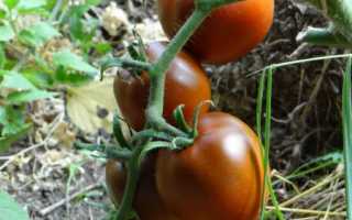 Томат Черный шоколад (ср-спелый,высокорослый,черри,коричн,20-28г) 10шт Вкуснотека Поиск