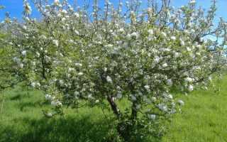 Черешня Малыш: описание, достоинства и недостатки + фото