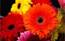 Болезни Герберы с фото и их лечение, вредители, профилактика и борьба