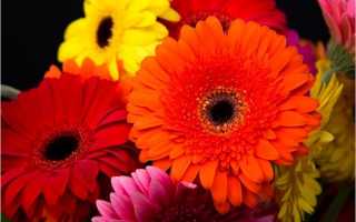 Болезни Герберы с фото и их лечение, вредители, профилактика и борьба