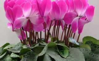 Как ухаживать за цветком Цикламен в домашних условиях