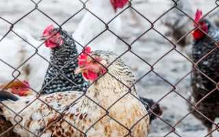 Болезнь кур при которой опухают головы