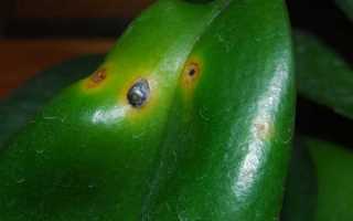 Откуда берутся пятна на листьях орхидеи фаленопсис и как спасти растение?