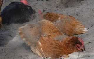 Ди-инкур: инструкция по применению для кур и бройлеров