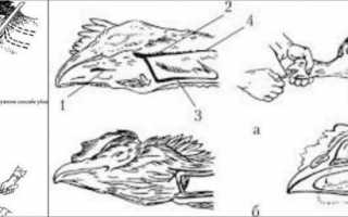 Как разделать тушку курицы — потрошение, способы разделки