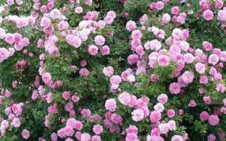 Посадка и уход за парковыми розами в открытом грунте, правила выращивания