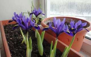 Заведите дома шагающий ирис — и вы не пожалеете