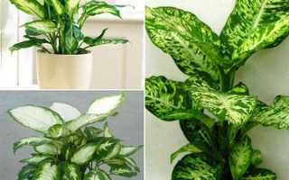 Почему у диффенбахии желтеют листья, что делать?