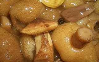 Как отличить настоящие грибы моховики от ложных