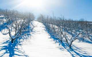 «Деревья в снегу». Конспект интегрированного занятия в средней группе